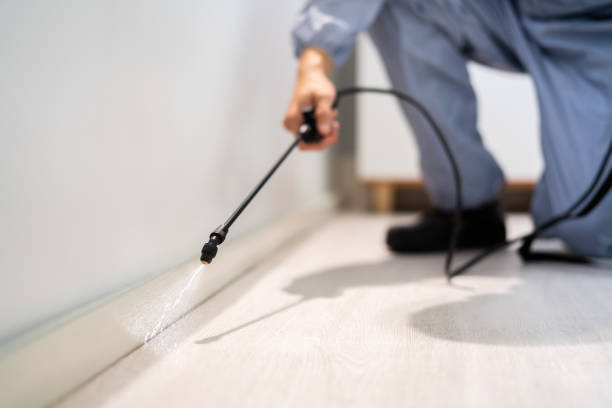 Best Local Pest Control Services  in Hazel Crest, IL
