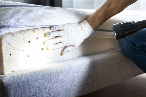 Best Mosquito Control Services  in Hazel Crest, IL