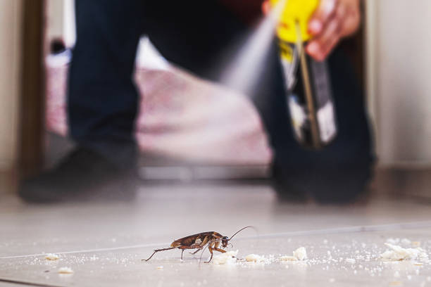 Best Emergency Pest Control  in Hazel Crest, IL