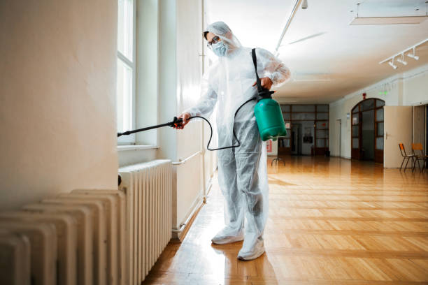 Best Termite Control Services  in Hazel Crest, IL