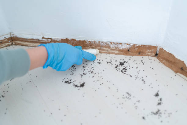 Reliable Hazel Crest, IL Pest Control Solutions