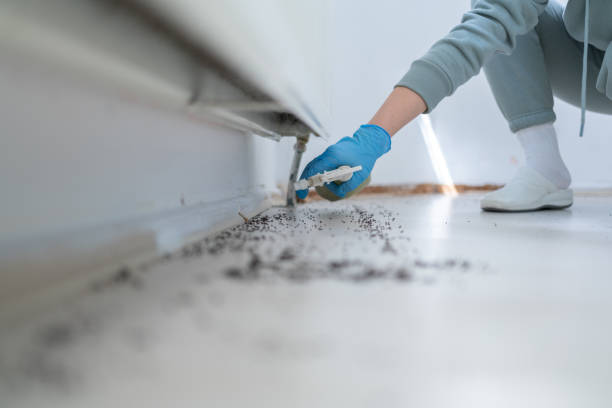 Best Spider Control Near Me  in Hazel Crest, IL